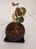 格调生活小盼菩提树盆栽绿植物室内花盆景办公室桌面观叶四季客厅好养活树 菩提【带果发货】舍得陶瓷盆底座 带盆栽好 实拍图