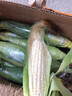 顾果鲜广西白糯牛奶玉米9斤新鲜现摘黏粘棒子带皮生苞米甜嫩农家自种 9斤 实拍图