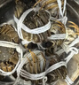 【活蟹】漁家师傅全母2.3-2.6两8只大闸蟹去绳足重鲜活螃蟹现货生鲜年货礼盒 源头直发 实拍图