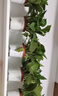 【绿萝盆栽】吸甲醛净化空气水培绿植物懒人花卉好养搬家礼物全 【热销5盆】绿萝+白色南瓜盆自吸水 整体含盆高度20-25cm 实拍图