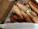 京喜加新鲜胡萝卜当季农家自种萝卜脆爽多汁水果蔬菜 新鲜胡萝卜 5斤 带箱 100g起/支 实拍图