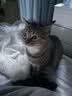 卫仕（NOURSE）猫咪全价主食爆爆酱湿粮营养餐包盒全阶段成幼猫补水罐头猫条零食 先试后买 猫用40g*2包 全阶段 实拍图