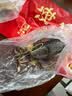 北海印象北海淡干墨鱼干乌贼目鱼干海产干货煲汤食材 端午节送礼礼品团购 墨鱼干700g*1袋约2只 实拍图