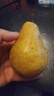 京地达烟台太婆梨软梨净重5斤单果130g新鲜香蕉大头啤酒梨 源头直发包邮 实拍图
