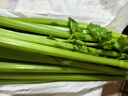 京鲜生山东新鲜大西芹净重4.5斤榨汁现挖芹菜鲜嫩蔬菜 去半叶源头直发 实拍图