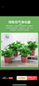 双盟绿萝盆栽除甲醛花卉绿植办公室新房净化空气160加高4盆装源头直发 实拍图