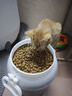 皇家室内成猫粮 I27 通用粮 12月以上 4.5KG 实拍图