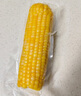 十月稻田 黄甜糯玉米 8根 3.52斤 真空包装 东北粘玉米棒 低脂早餐 实拍图