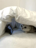 涴喵 纯种宠物猫咪活体金银渐层幼猫全程辅助养猫签订合同双重保障 宠物级 银渐层猫 实拍图