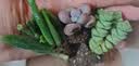 【招财进宝多肉】钱串吸财树桃蛋吹雪之松锦精选系列好养基地直发 桃蛋+钱串+熊童子 实拍图
