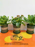 沭之美 长寿花绿植观花室内盆栽 长寿花粉色+0.5塑料加仑盆 源头直发 实拍图