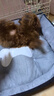licheers猫狗窝小型犬宠物猫咪睡垫秋冬季舒适保暖泰迪中大型犬狗垫子 S号 实拍图