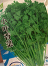 【随种随吃】调料菜种子组合春季四季易种耐热阳台盆栽通种蔬菜 小叶香菜种子1包约1000粒 一包约1000粒 实拍图