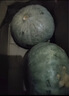 京鲜生 新疆银板栗南瓜 净重4.5斤起1-2粒装新鲜蔬菜 粉面甜装源头直发 实拍图