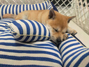 主子家 狗窝猫窝 小型中型犬泰迪狗床狗垫子 四季防水可拆洗车载宠物窝 海军条纹-深蓝 L（ 74*58*25）30斤宠物 实拍图