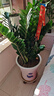 叹为观止大型植物发财树各种大颗盆栽开业乔迁客厅办公室内好养大型花卉 金钱树【80厘米-1米】 含盆 实拍图