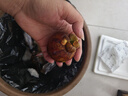 京鲜生 【现货】印尼海运进口山竹 1斤小果 单果50g起 源头直发包邮 实拍图