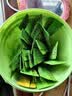 恩济堂纯梨膏260g北京特产药食同源滋补膏方儿童宝宝非秋雪秋梨膏无添加 实拍图