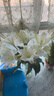 AB级优质香水百合鲜花水培插花家庭生活水养鲜切玫瑰云南产地直发 高品质【AB级白色】香水百合10朵+保鲜剂+大花苞 实拍图