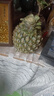 金钻凤梨手撕小凤梨新鲜热带水果生鲜水果金钻非菠萝源头直发 【1个】单果400-650g 实拍图