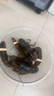 鲜京采【保鲜不保活】鲜活波士顿龙虾 净重450-550g/只 源头直发 年夜饭 实拍图