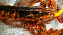 鲜京采【保鲜不保活】鲜活波士顿龙虾 净重450-550g/只 源头直发 年夜饭 实拍图