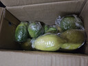 无籽香水柠檬新鲜水果柠檬无籽小青柠香水柠檬茶饮店专用 独立包装单果60-160g 3斤 实拍图