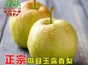 香凝梨园 山西隰县玉露香梨 临汾馆精品水果生鲜梨隰县特产礼盒装 12颗大果约9斤 实拍图