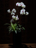 陌上花开 金银花菊花茶 金银花茶 桐乡胎菊茶泡水喝的组合型花草茶 实拍图