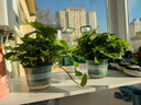 双盟绿萝盆栽除甲醛花卉绿植办公室新房净化空气180加仑2盆装源头直发 实拍图