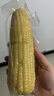 京鲜生东北白糯玉米330g*8根 甜黏玉米低脂早餐代餐粗粮真空装 源头直发 实拍图