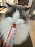 红狗 营养膏120g*2+化毛膏120g*2 猫咪化毛膏猫咪营养膏化毛球片猫草 实拍图