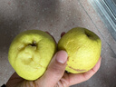 京鲜生 新疆库尔勒香梨 净重8斤 单果140g以上 生鲜水果 礼盒装 实拍图