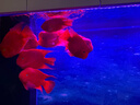 宠翰血鹦鹉鱼增红增色鱼食 观赏鱼热带鱼地图罗汉发财鱼小颗粒2斤 实拍图