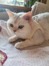 华元宠具（hoopet）猫咪牵引绳防挣脱外出专用遛猫绳子溜猫链子宠物胸背带可调节背心 【新品】兔子刺绣胸背套装 中号-建议体重5-7斤内 实拍图