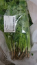 带根香菜100g 实拍图
