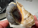 鲜京采 鲜活海螺 净重3斤 5-7只/斤 鲜活到家 生鲜海鲜 源头直发 实拍图