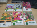 花沃里10款花种子套餐 花卉种子组合太阳花凤仙花向日葵四季种野花种籽 实拍图