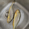 黄小渔【深海野化】宁德三去黄花鱼300g/条 大黄鱼 生鲜 海鱼年货送礼 实拍图