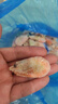 禧美海产 头籽北极甜虾净重3斤 90/120规格 95%头籽 MSC认证 海鲜水产 实拍图