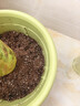 德沃多天南星科专用植物营养土15L园艺盆栽绿植种植土养花土基质 实拍图