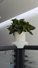 双盟绿萝盆栽除甲醛花卉绿植办公室新房净化空气110竖纹盆8盆源头直发 实拍图