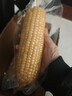 京鲜生东北白糯玉米330g*8根 甜黏玉米低脂早餐代餐粗粮真空装 源头直发 实拍图