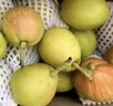 京鲜生 新疆特级库尔勒香梨 净重5斤单果120g以上 生鲜水果 实拍图