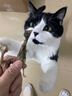 爱立方鹌鹑冻干猫咪生骨肉 猫粮宠物补钙磨牙猫零食鹌鹑冻干40g 实拍图