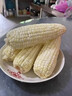 顾果鲜广西白糯牛奶玉米9斤新鲜现摘黏粘棒子带皮生苞米甜嫩农家自种 5斤 实拍图