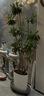 叹为观止 大型盆栽 单杆辫子发财树天堂鸟绿萝散尾葵办公室内开业乔迁礼品 造型百合竹1.5-1.7米【圆柱盆】 含盆 实拍图
