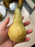京鲜生  荷兰啤梨 微催熟净重3斤装  生鲜水果  源头直发 实拍图