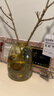 带花瓶 小叶女贞水培毛叶丁香老桩造型树丁香木四季常青观叶植物 小叶女贞（50-60厘米）+琥珀色大肚瓶+吊卡 造型随机（发货） 实拍图