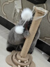 HELLOJOY猫抓柱剑麻猫抓板猫玩具耐抓耐磨不掉屑猫爬架立式自嗨解闷用品 实拍图